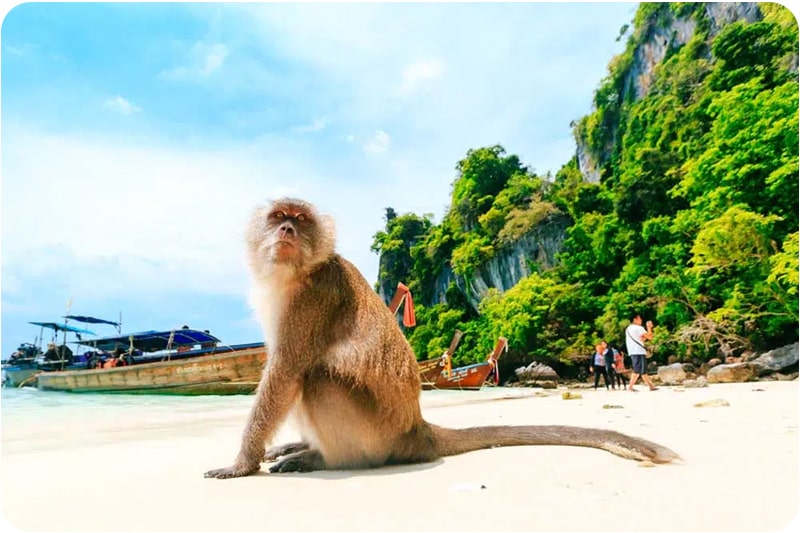 Visit Monkey Beach in Koh Phi Phi, a unique place to visit in Thailand to see monkeys in their natural habitat.