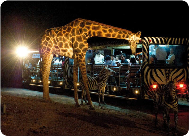 Visitors enjoy a nighttime safari experience at Khao Yai National Park in Thailand, where giraffes and zebras approach the tour vehicles under dramatic lighting