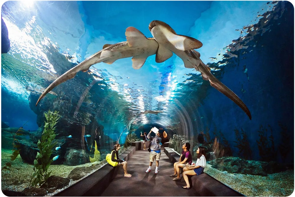 Visitors marveling at sharks swimming above them in the underwater tunnel at Phuket Aquarium.a must-visit place in Thailand for families and marine life enthusiasts.