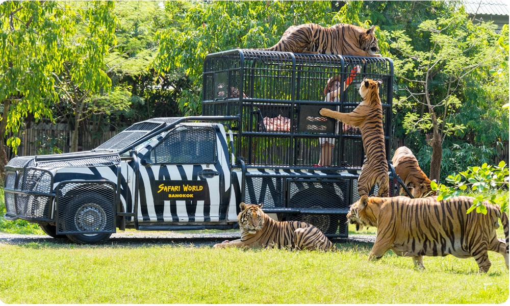 Safari World Bangkok showcasing tigers interacting with a zebra-themed safari vehicle, a thrilling experience and a popular attraction in Thailand.