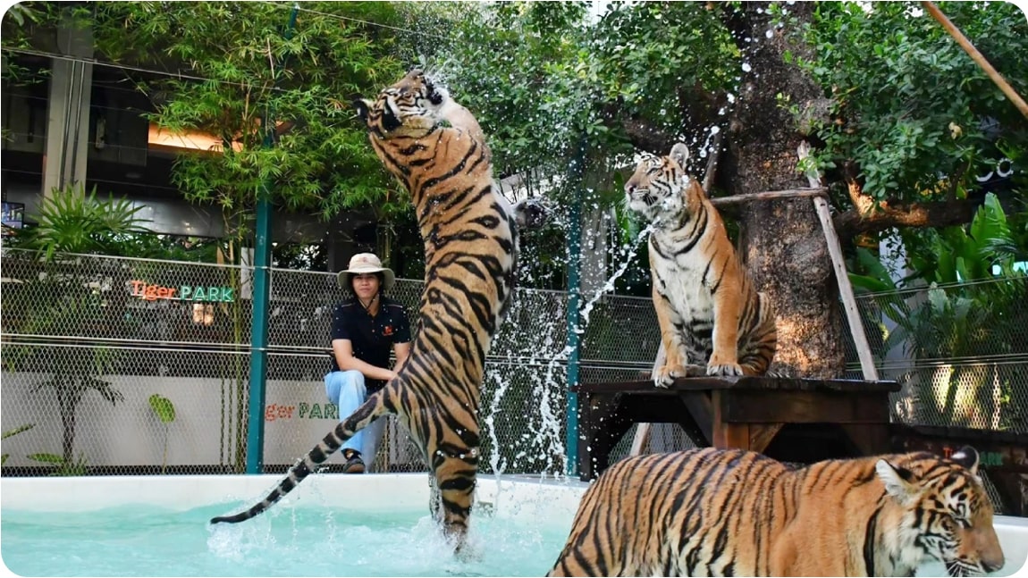 Tigers playing in a pool at Tiger Park Pattaya, one of the top places to visit in Thailand.